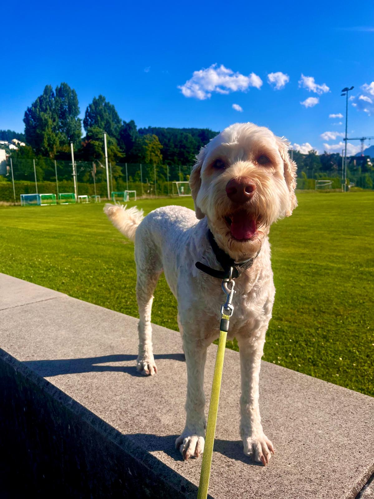 Therapiehund Percy
